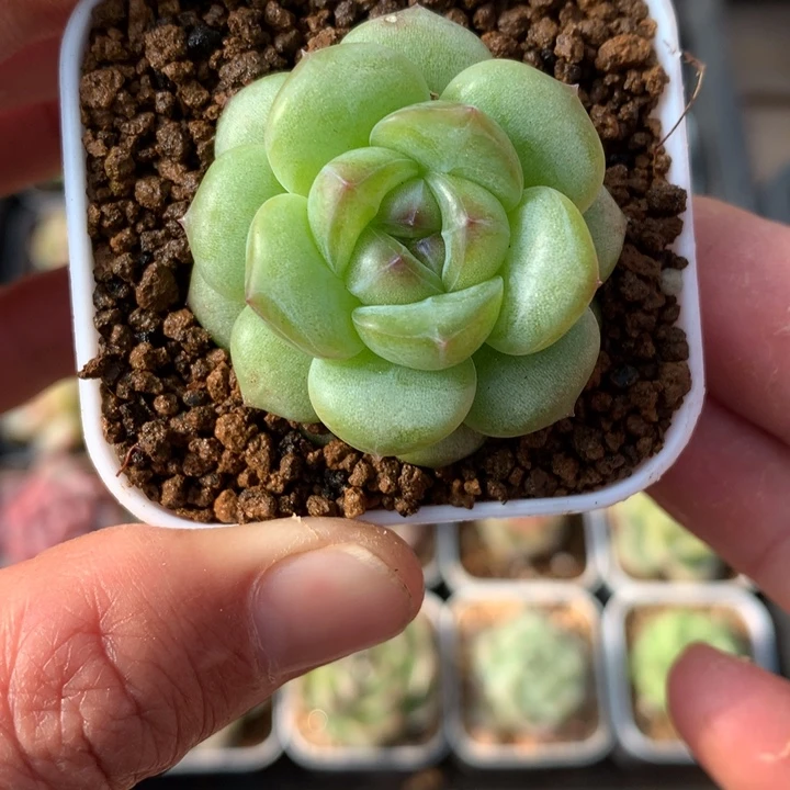 麦秆杂。  珍妮。    珍妮麦秆。 26号