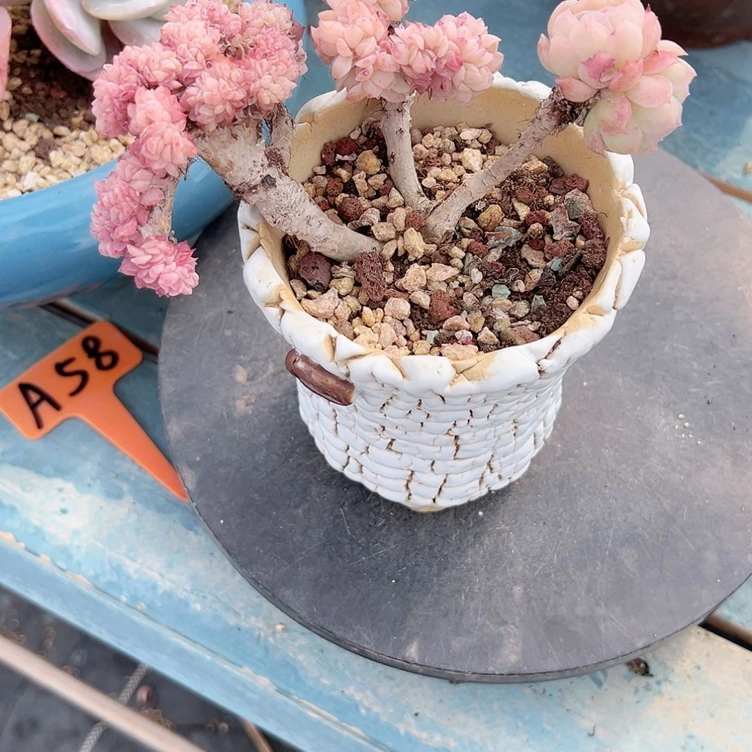 海****发贝瑞多肉植物脱土