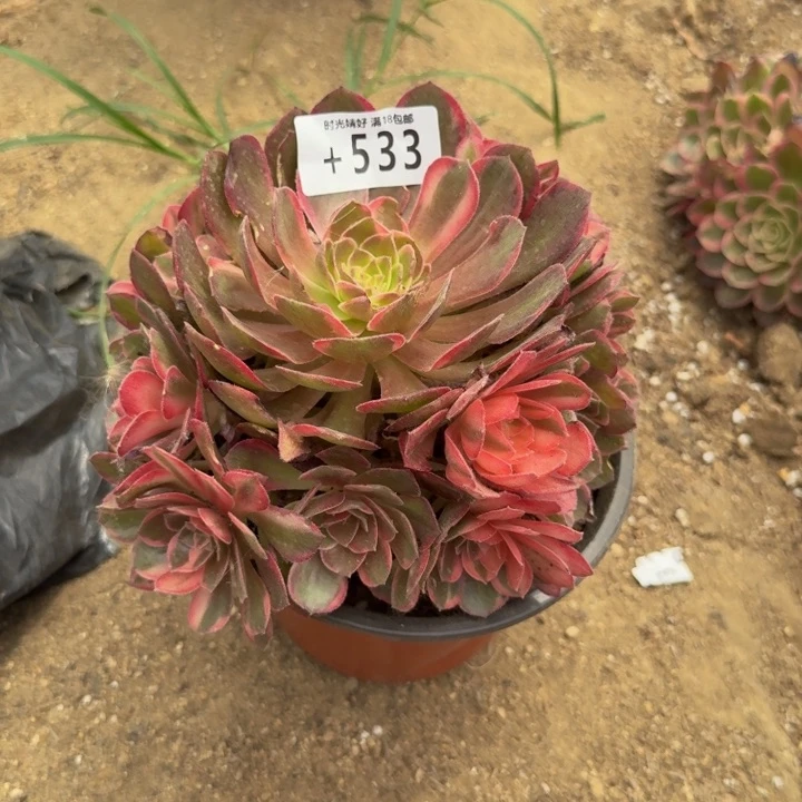 533黑魔锦多肉植物