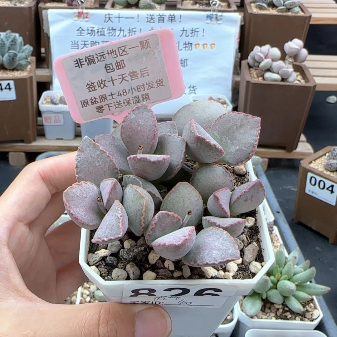 826金牛座多肉植物