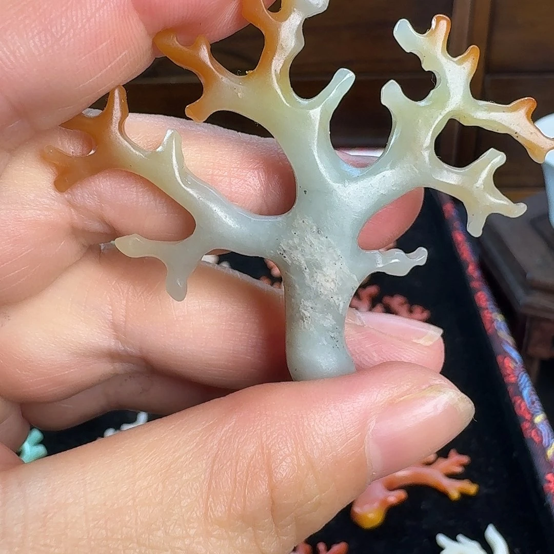 云南石天青石珊瑚