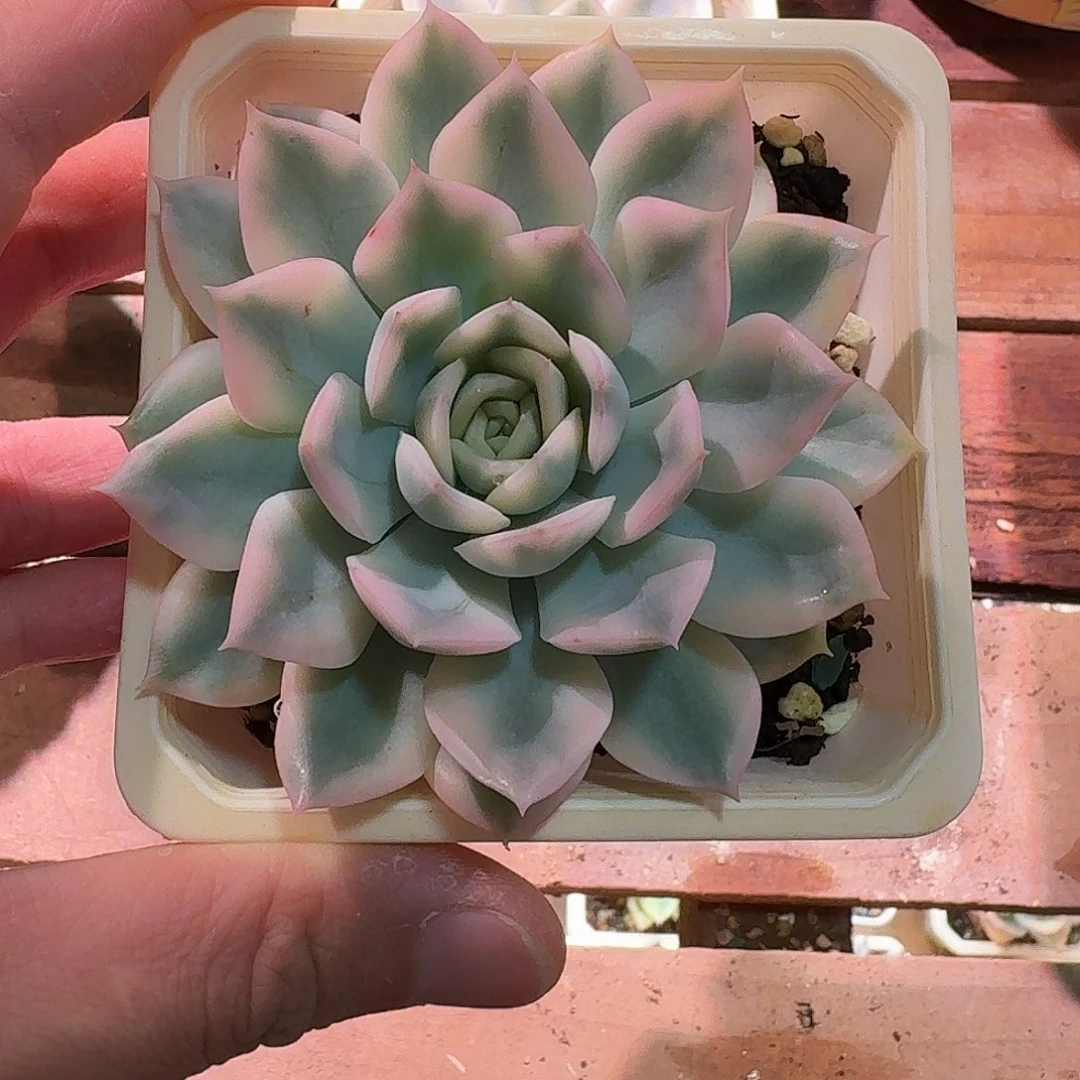 3****鱼月亮仙子锦  多肉