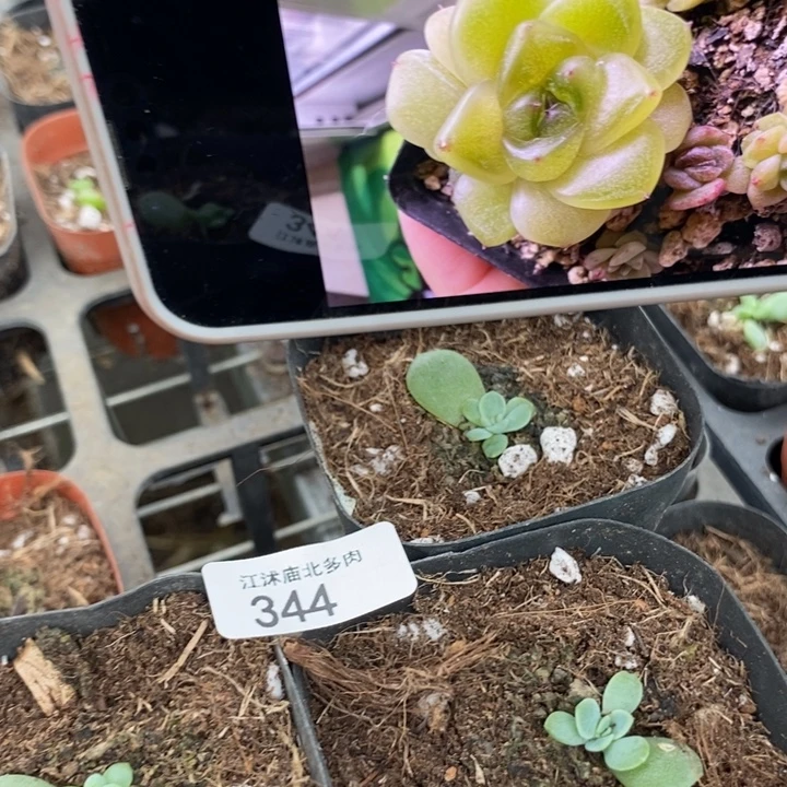 标344黄油心财富一个量拍