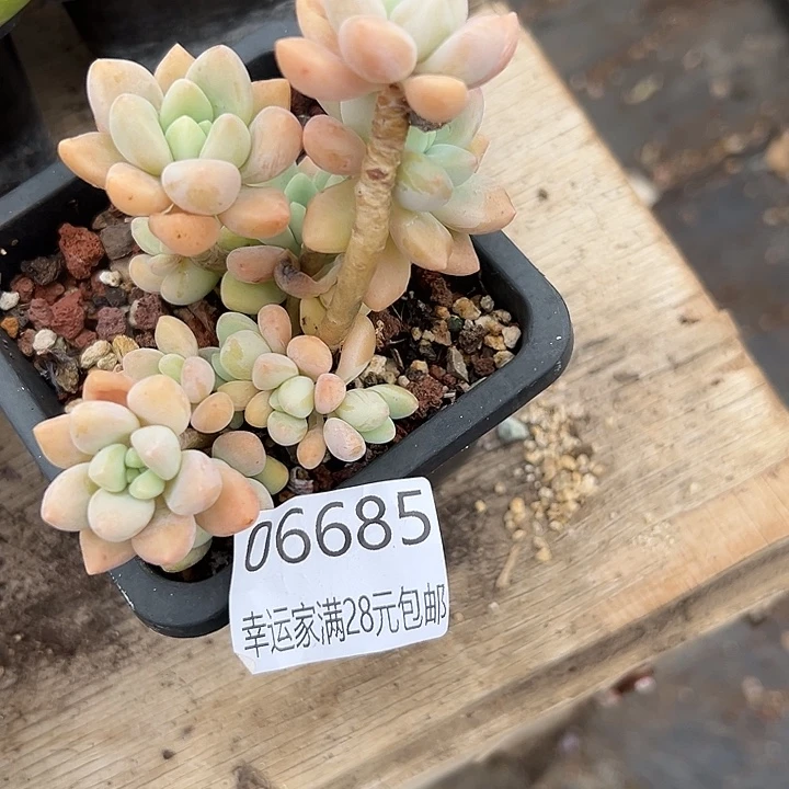 幸运儿的故事也是很有意思