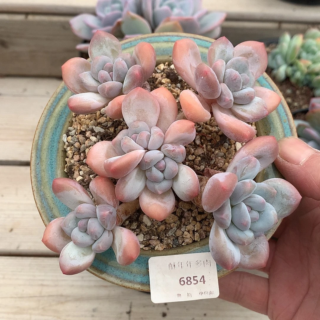 6854香水多肉一颗13厘米