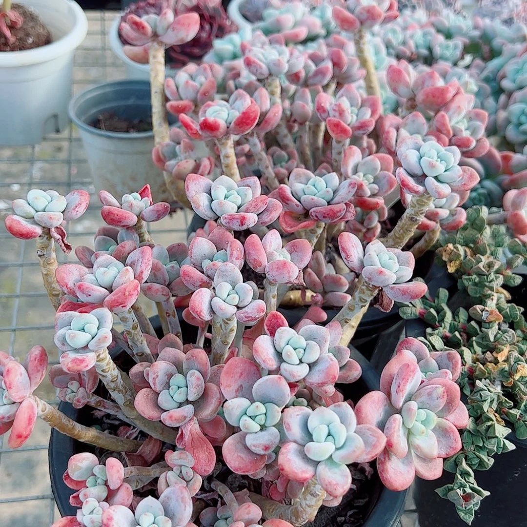 樱花红洛神多头造型精品