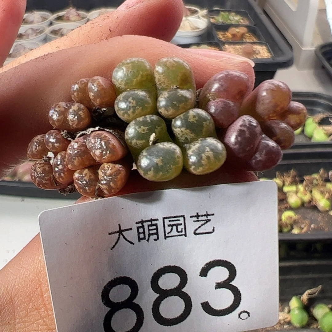 一物一拍。        883