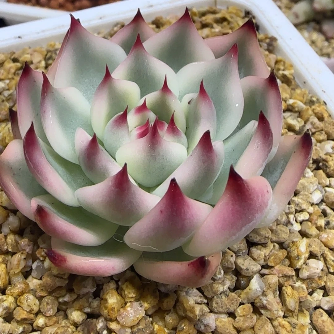 吉娃娃锦 多肉植物