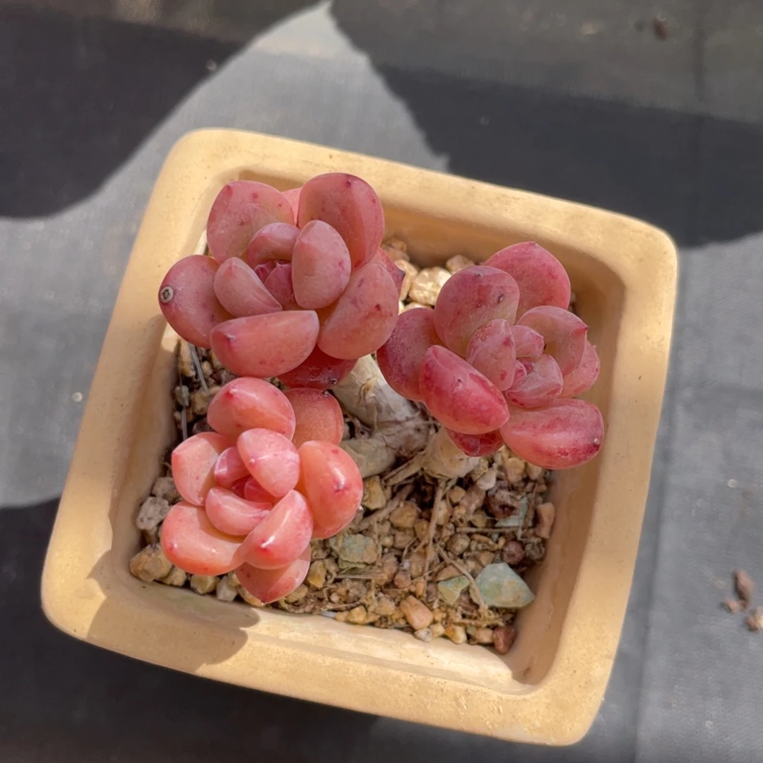 丸叶迎春老桩带盆