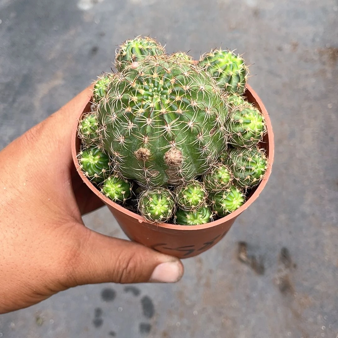 手捧仙人球开花机器