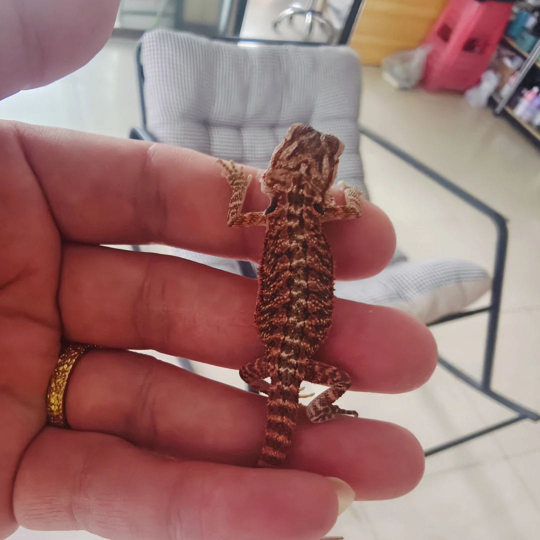 鬃狮蜥幼体健康普红体质好网红巨型蜥蜴红系温顺不咬人入门级爬宠