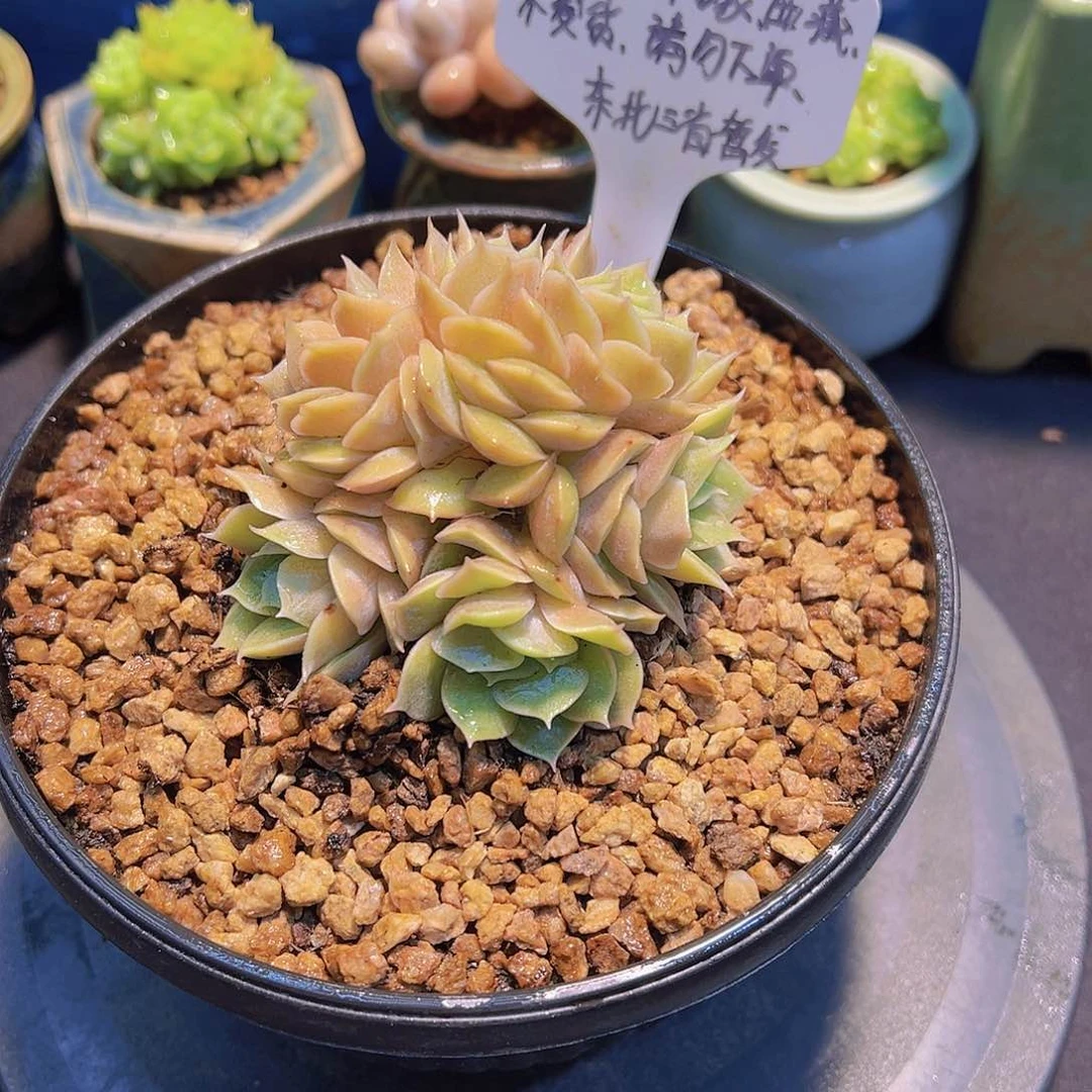 粉昂斯诺朵缀，多肉植物，
