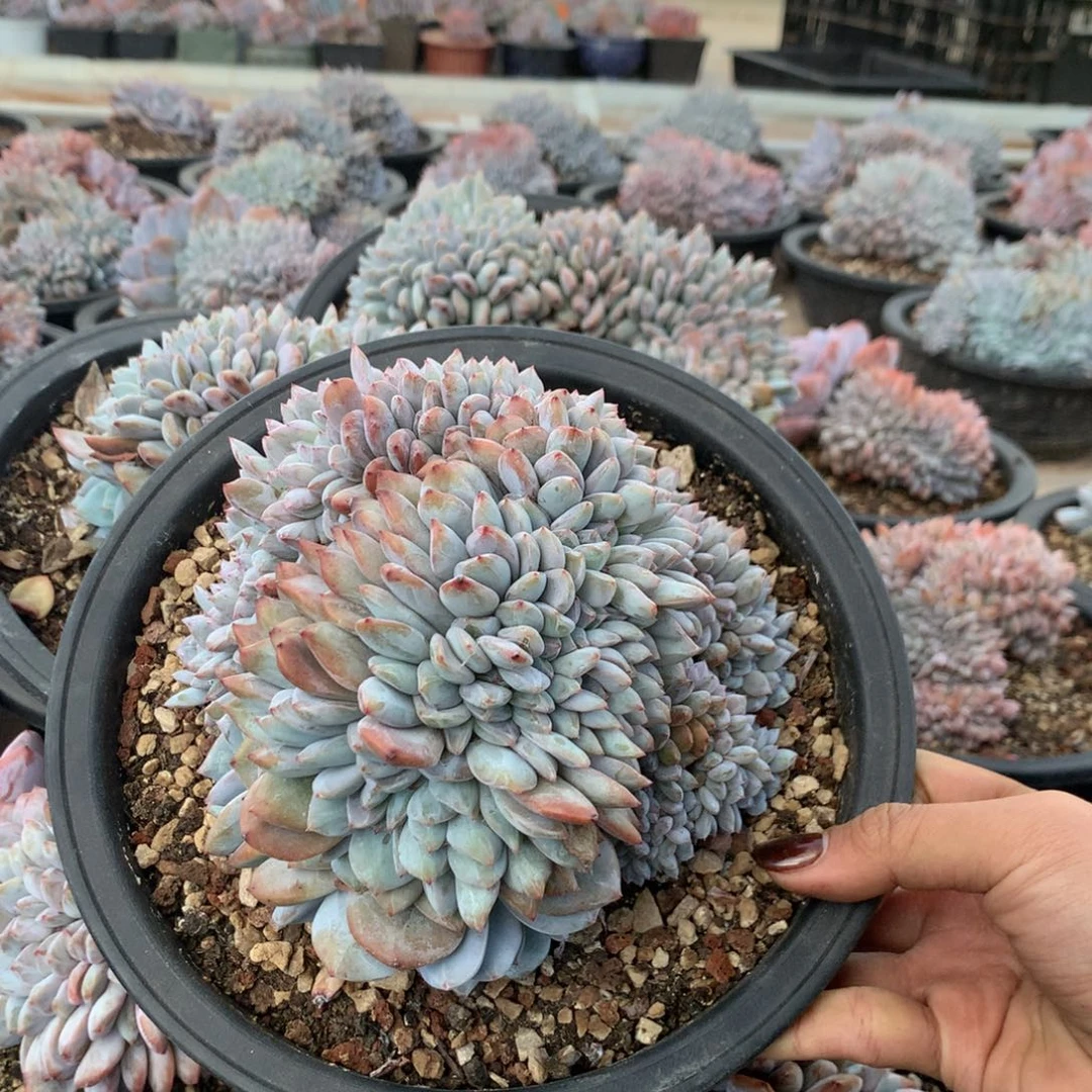 石榴籽高板缀化带朵