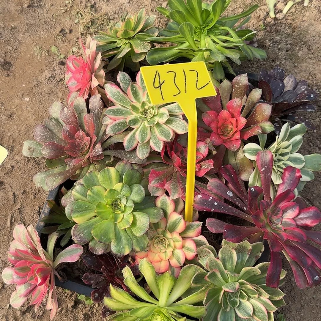 多***院4312---一筐20个多头多肉