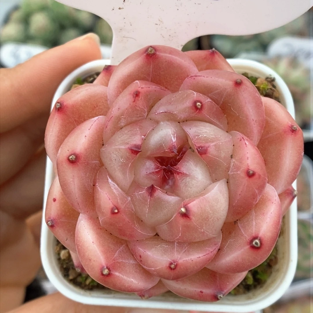 熊猫珍妮可拍925号。