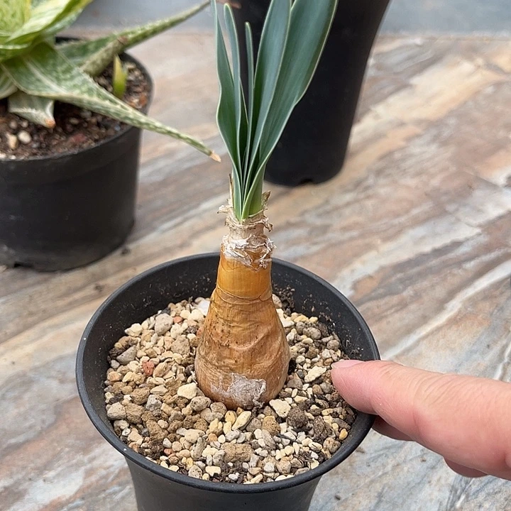 无花朵老家产地巨凤之卵