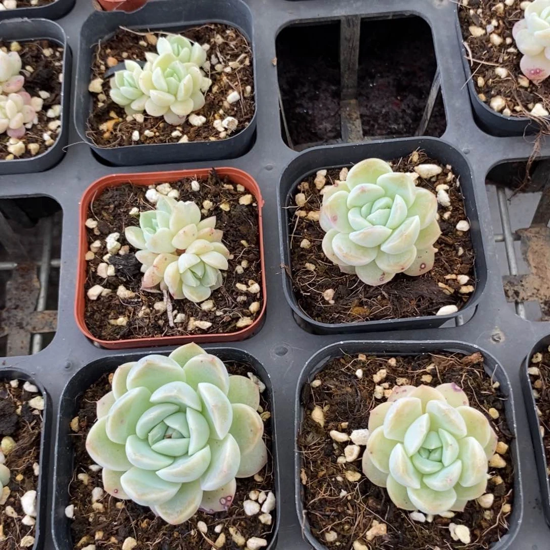 上盆干冰一个多肉