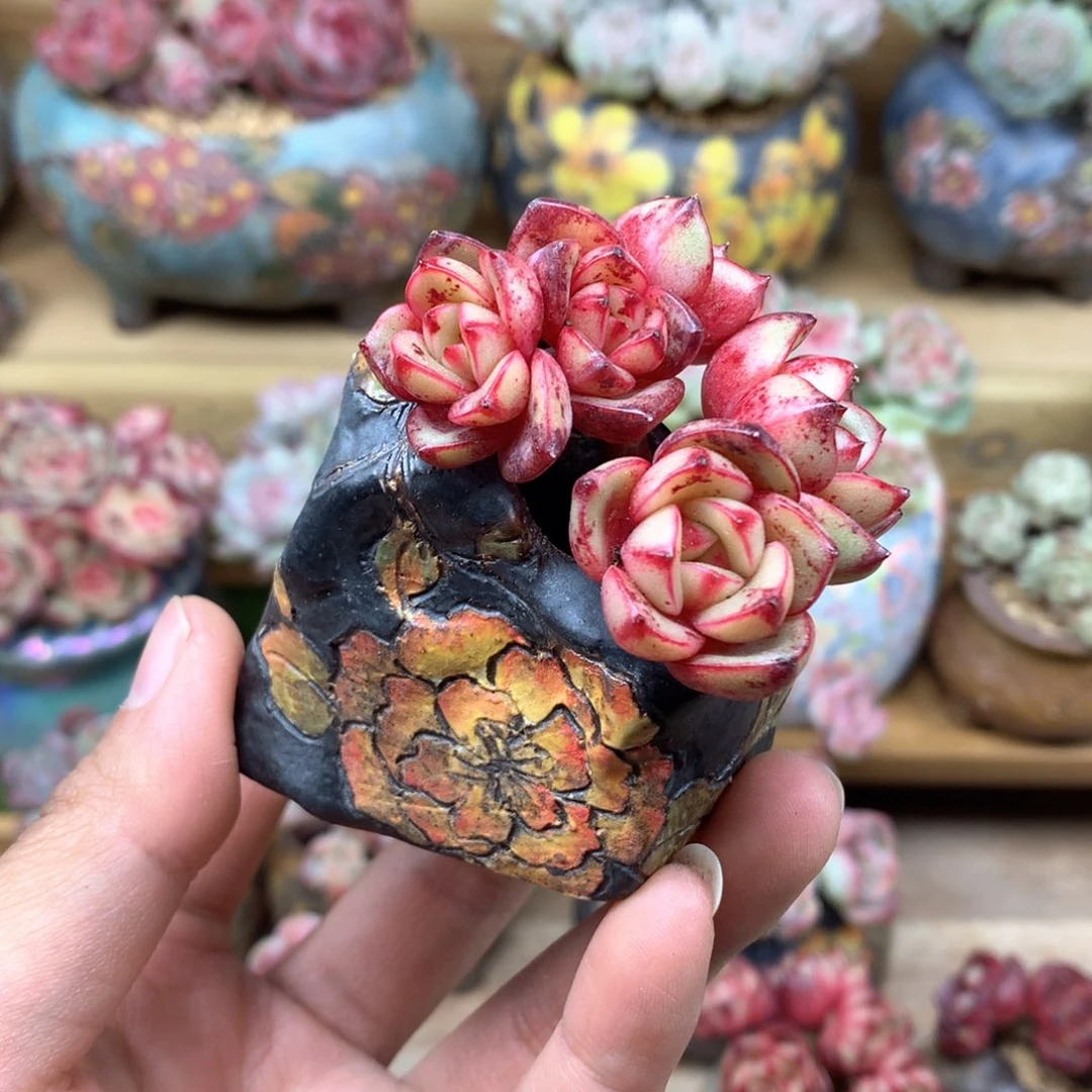 住****妞肉加盆一物一拍整群