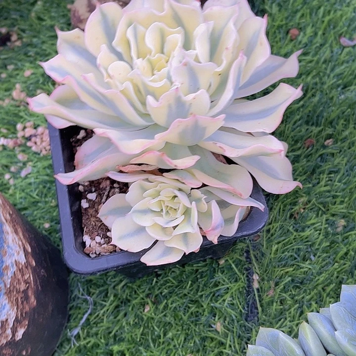 海***发带盆哈哈哈哈哈哈哈哈哈哈哈哈