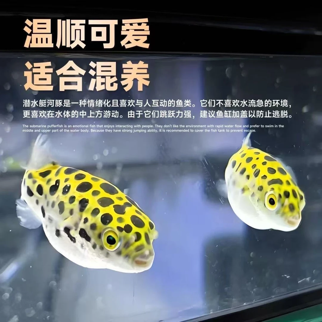 淡水好养活会鼓肚子的金娃娃潜水艇河豚观赏鱼活体可爱呆萌