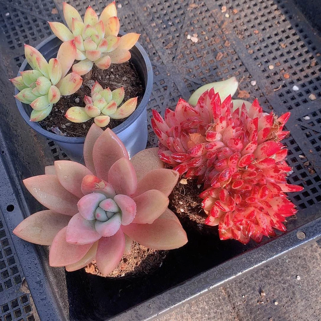 拉糖缀化赫菲鱼美人三颗567889