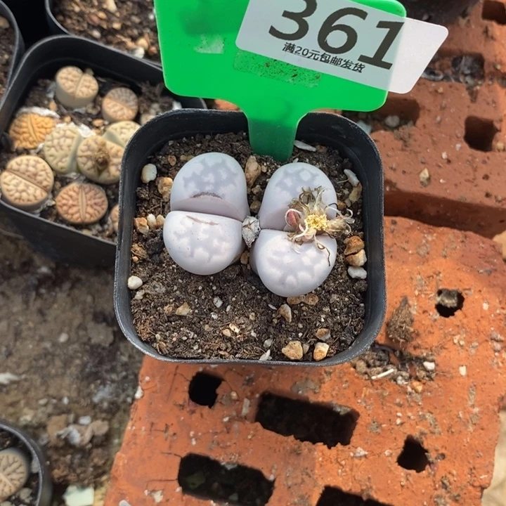 辣***合生石花等植物的生长361