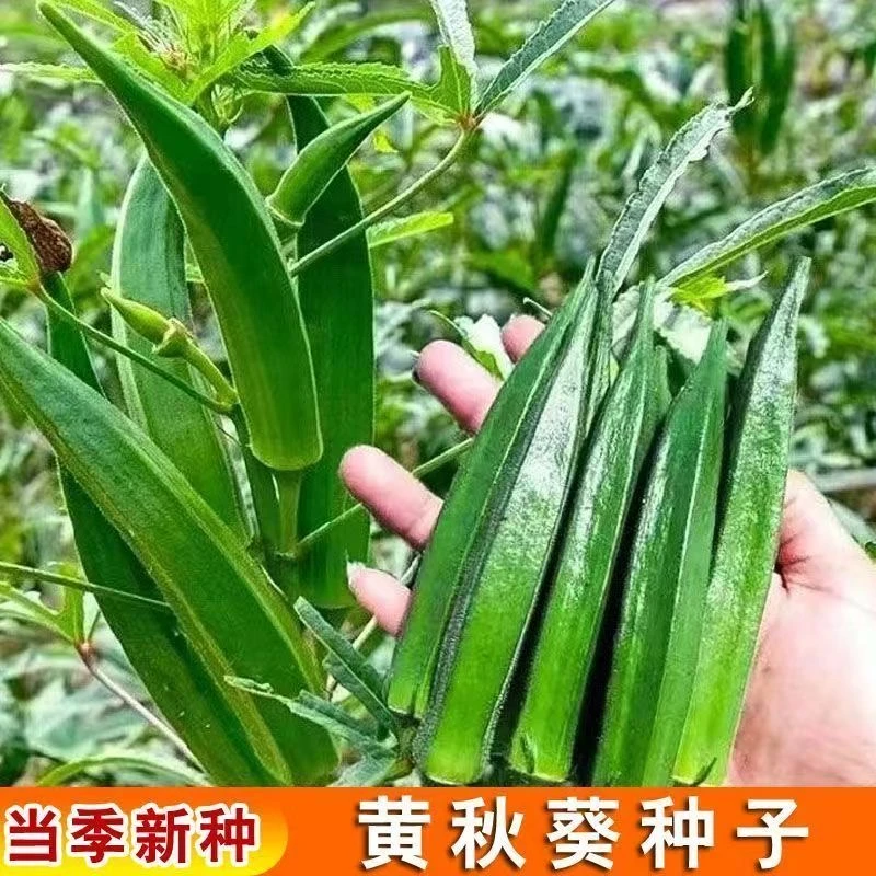 【满5包包邮】黄秋葵蔬菜种子秋葵种籽秋播种高产耐热耐旱阳台盆栽