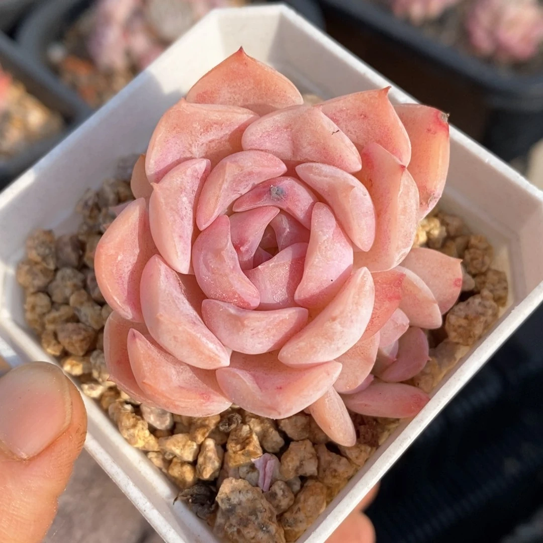 精品多肉一物一拍91