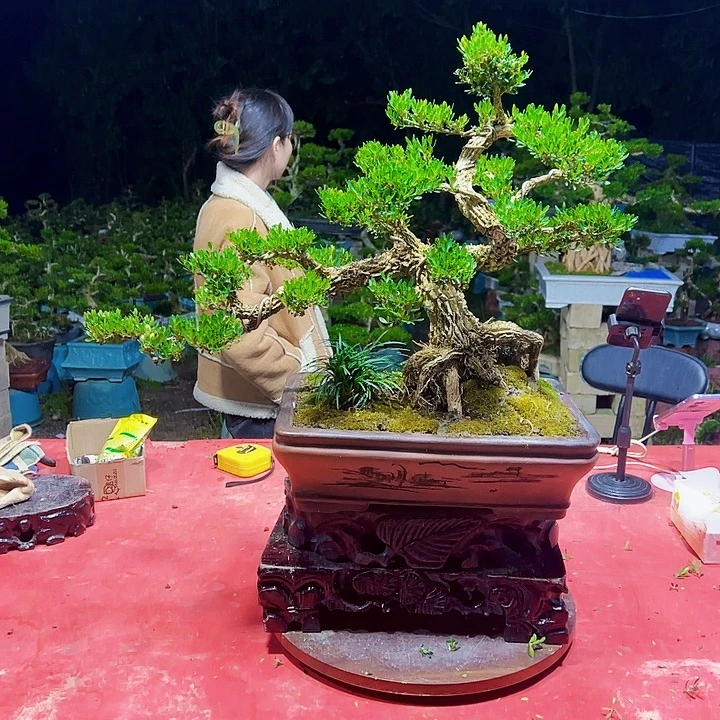无花朵广东黄杨盆景