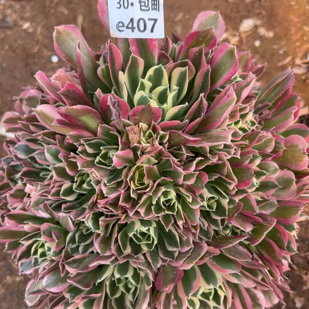 407白凤多肉法师