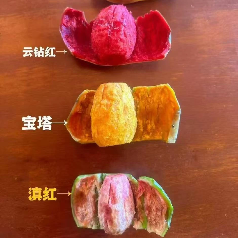 可食用新品种仙人掌组合装 云钻 滇红 宝塔