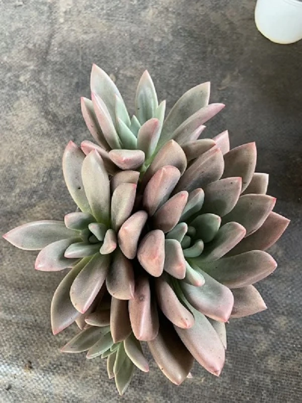 桃花源大群18 - 20厘米多肉植物适合阳台盆栽