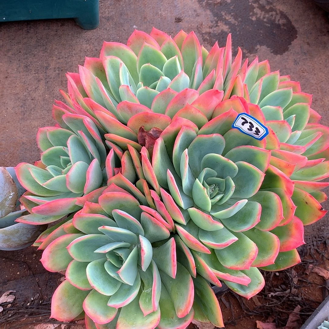 733绮罗一物一拍多肉