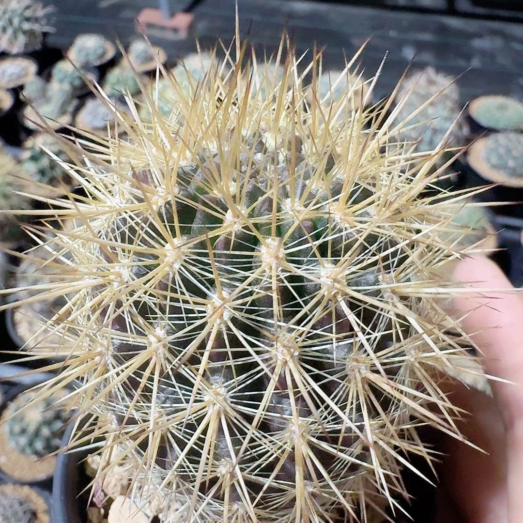 实生伏龙玉脱土发货