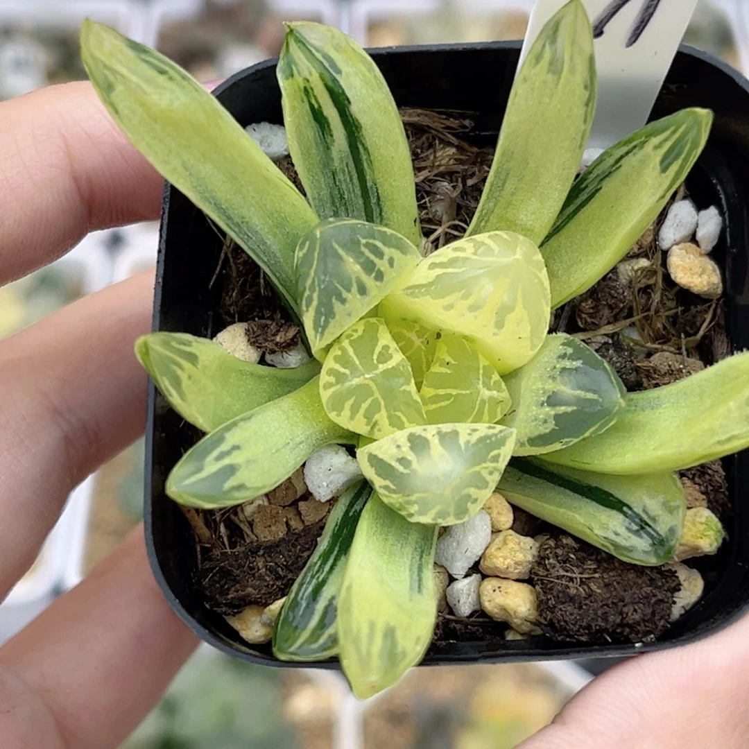 71糊斑花水晶玉露锦福利专场