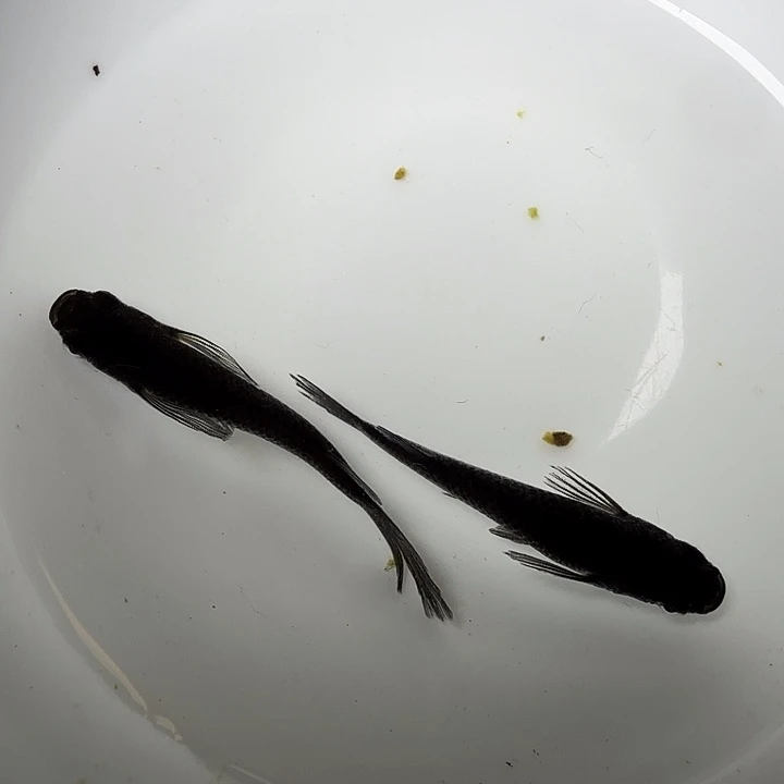 青鳉鱼31号拍品长鳍大蛇