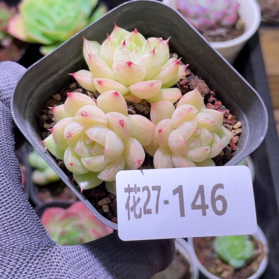 花利美27-146麦秆