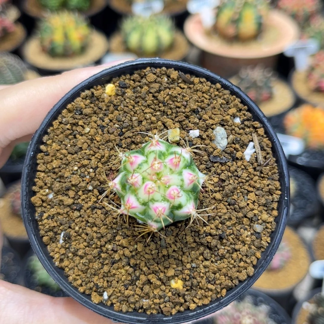 2.6cm普卡妈妈家小花田侧