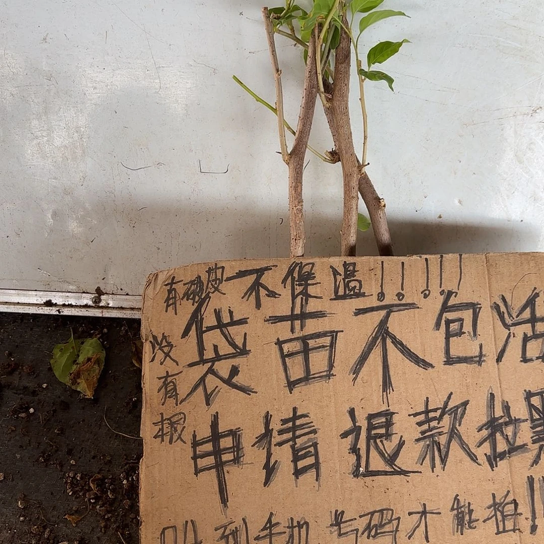 小***悠无花朵袋苗盲盒三颗不包活8