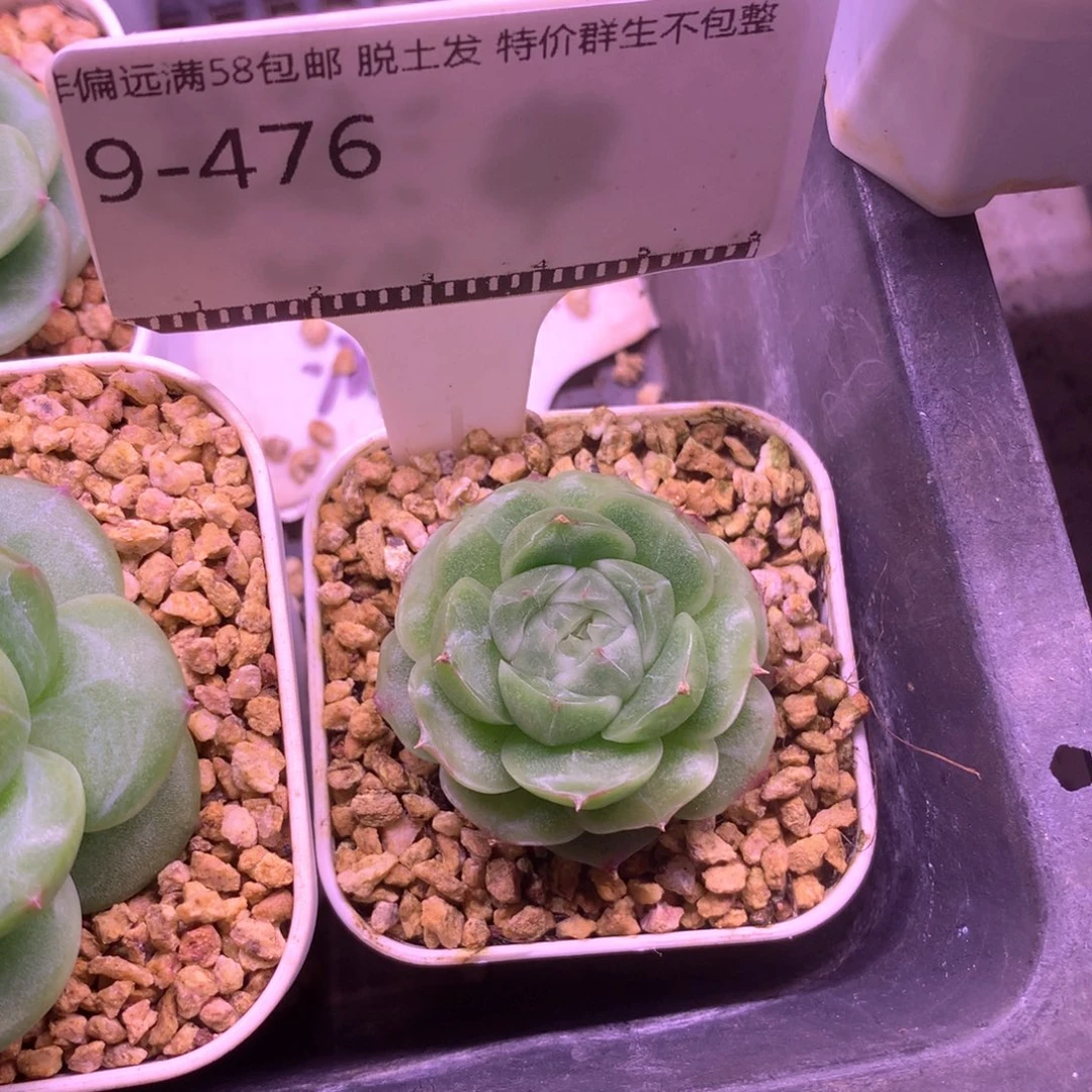 ****.编号白心包子麦秆