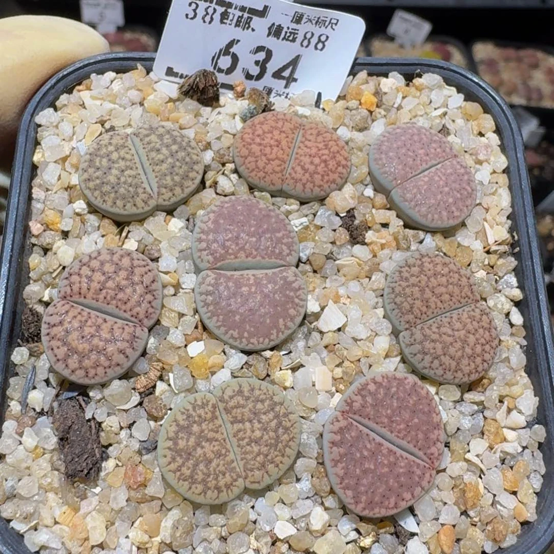 Sssss精品生石花634