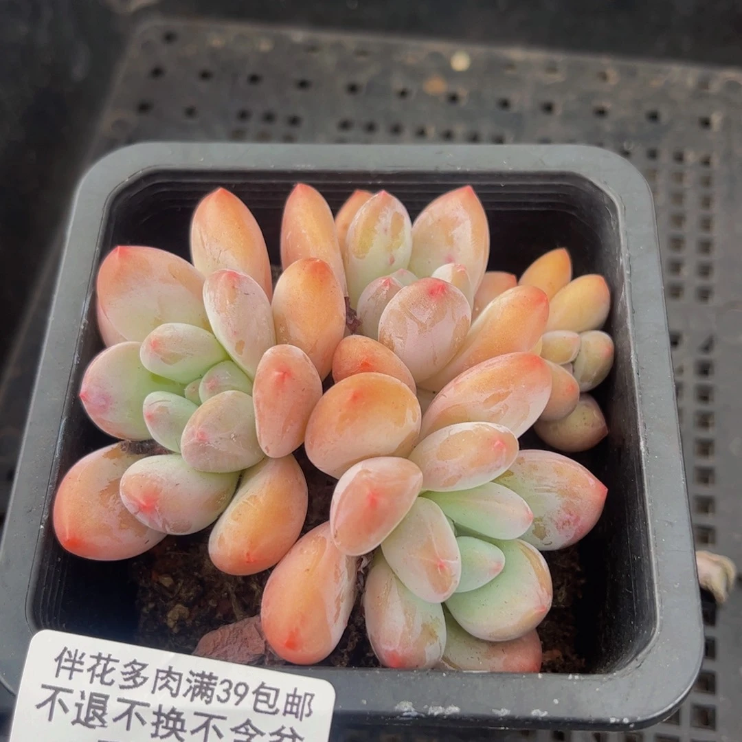 310-香水多肉6cm多肉