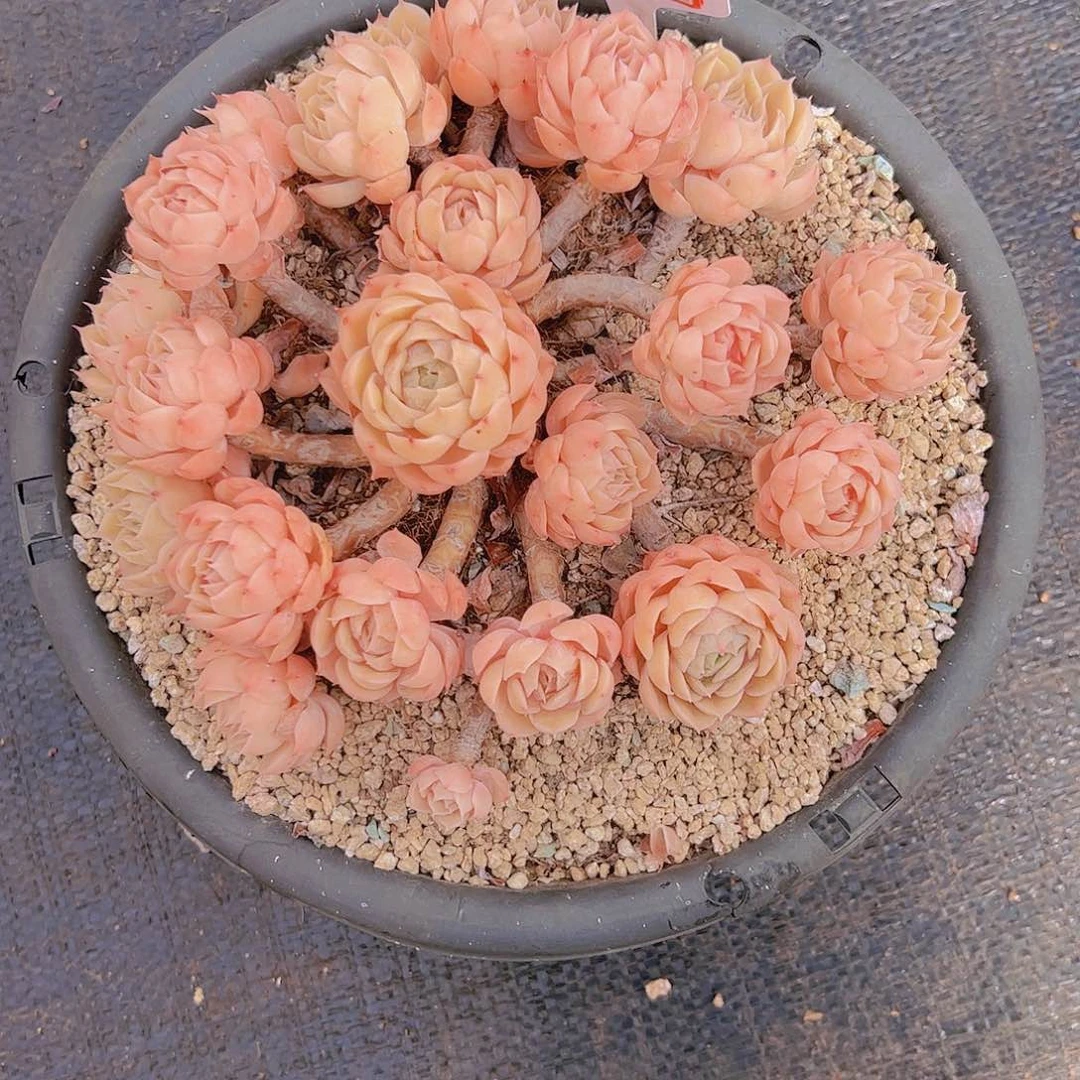 y*?430昂斯诺100。。。