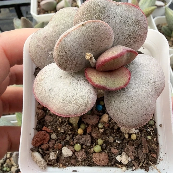 7水泡多肉植物明照