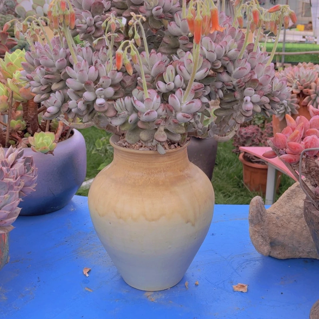 冉*多肉植物保护研究所