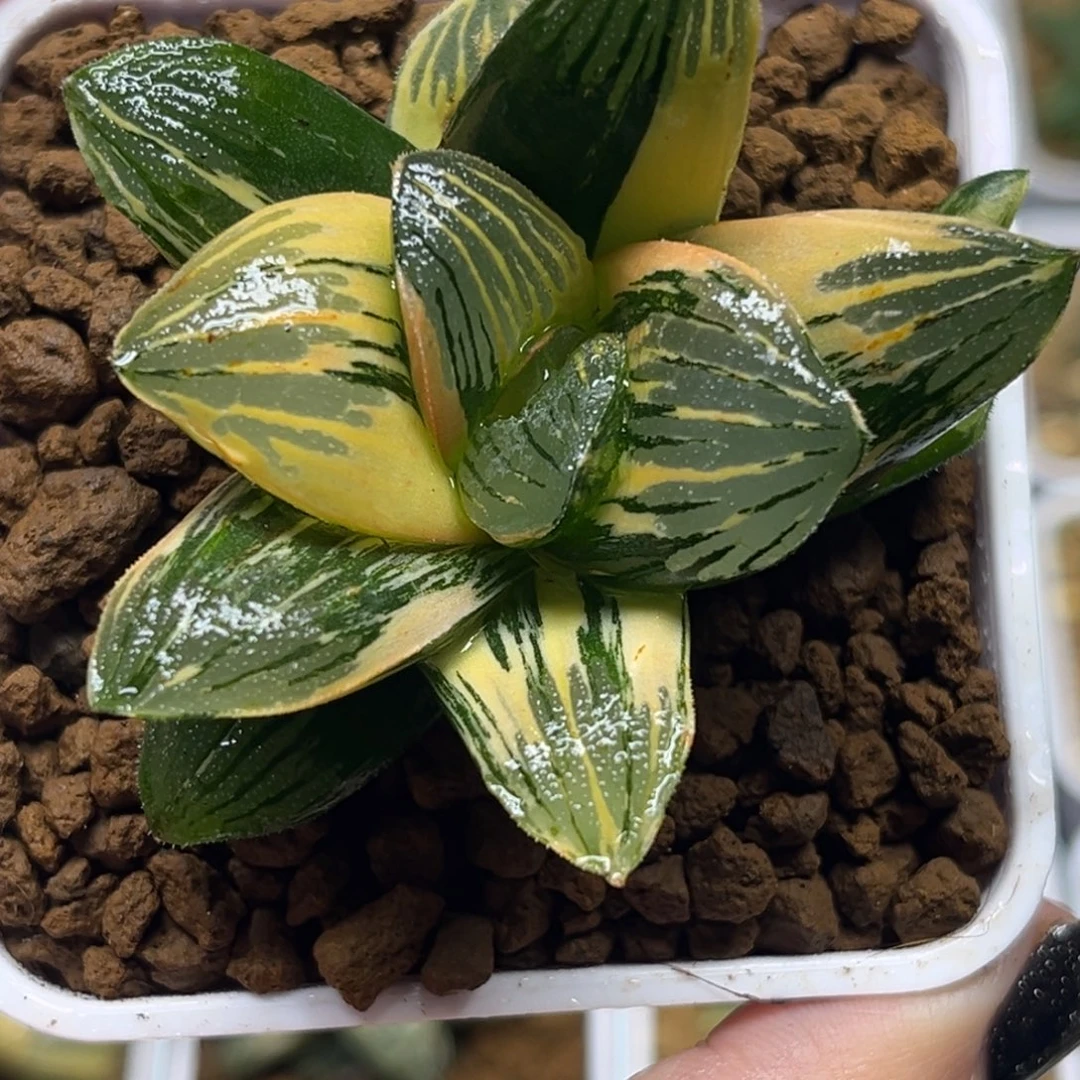 170巨大丸叶夜想之森锦带仔福利专场