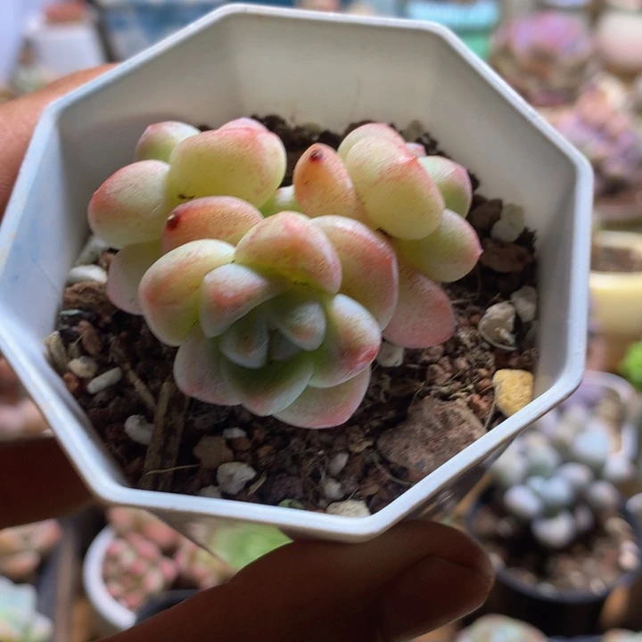 小精控冰玉群一物一拍