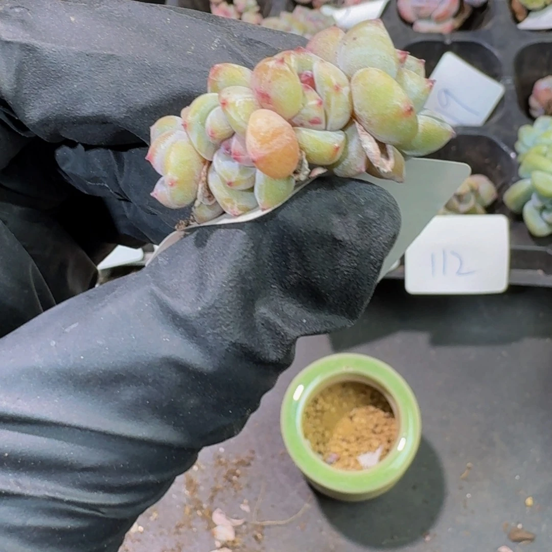 125 号到手1颗江北多肉