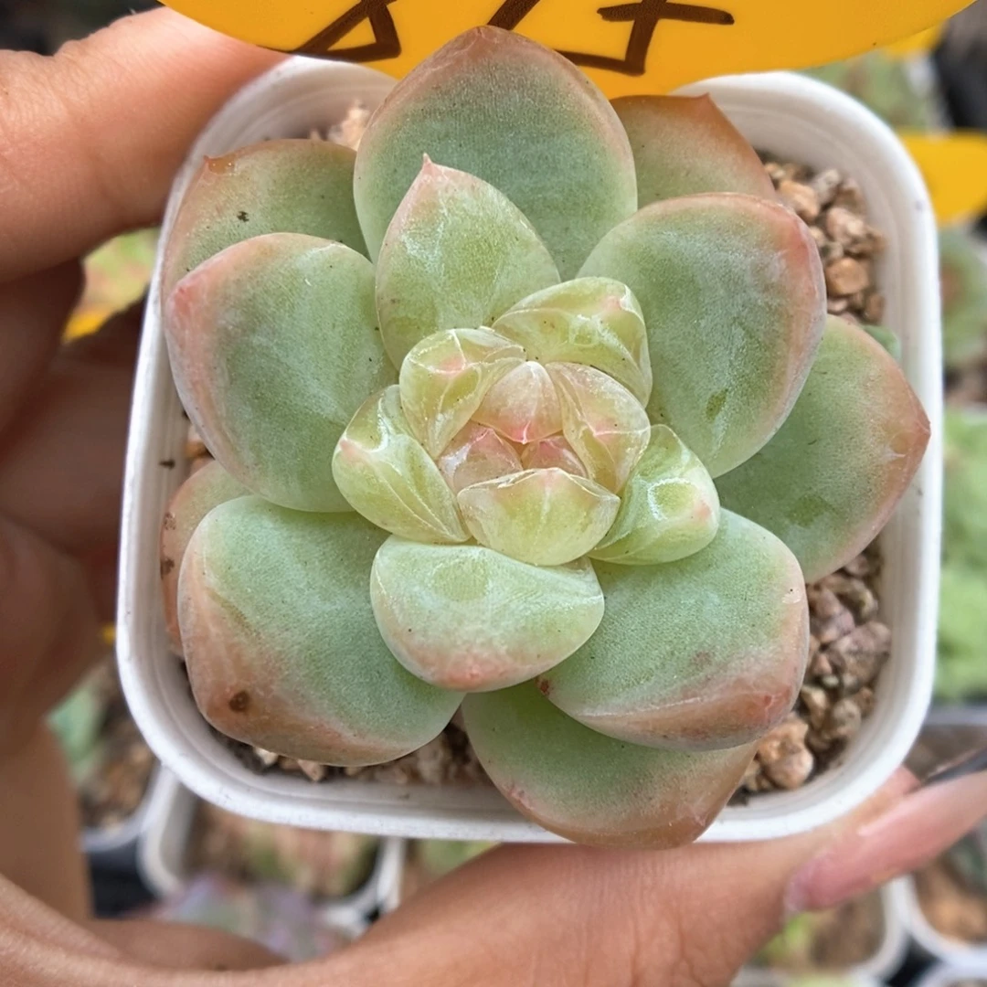 透心珍妮可拍815号。