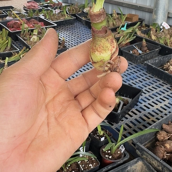 追梦朱顶红一棵2.5
